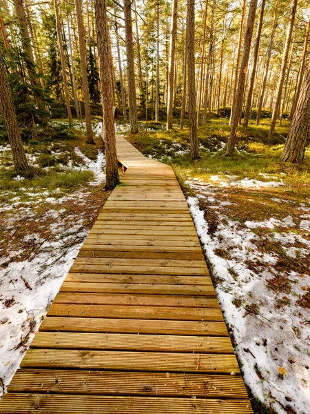 Houten Promenade Moeras Bosgebied Het Najaar Met Naakte Bomen — Stockfoto