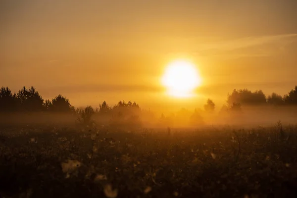 Красочный Закат Солнца Туманном Летнем Лугу Туманом Солнцем Сияющим Мокрой — стоковое фото