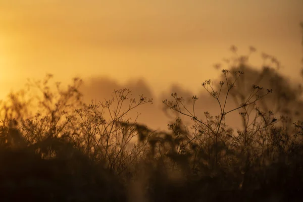 Kleurrijke Sunrise Sunset Mistige Zomer Weiland Met Mist Zon Schijnt — Stockfoto