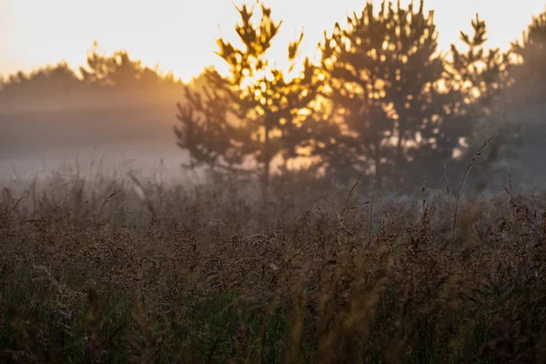 Kleurrijke Sunrise Sunset Mistige Zomer Weiland Met Mist Zon Schijnt — Stockfoto