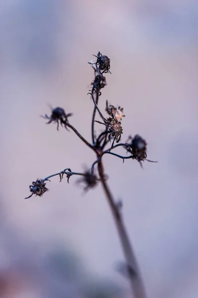 Suché Trávy Bents Zimě Břehu Moře Rozostření Pozadí — Stock fotografie