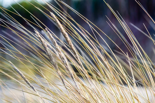 Dry Grass Bents Winter Sea Shore Blur Background — Stock Photo, Image