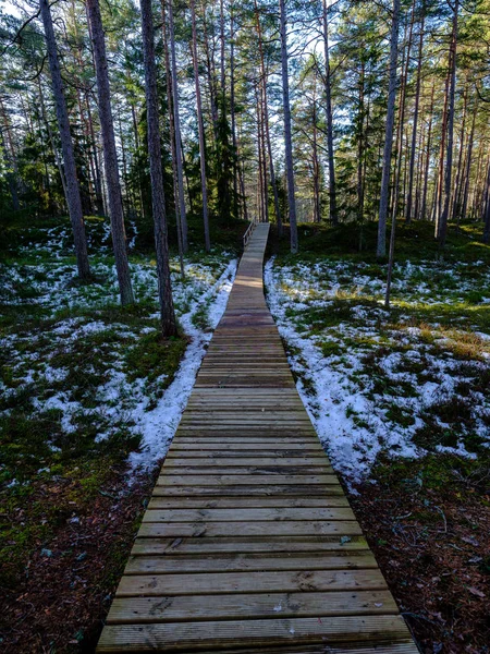 Passerella Legno Nella Zona Paludosa Foresta Autunno Con Alberi Nudi — Foto Stock