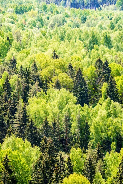 无尽的森林树木与绿色的树叶在夏天的日子与遥远的地平线 — 图库照片