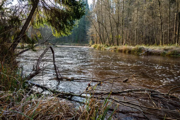 Río Bosque Otoño Con Agua Color Marrón Oscuro Acantilados Arenisca — Foto de Stock