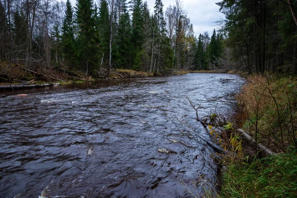 Forest River Het Najaar Met Donker Bruin Water Zandsteen Rotsen — Stockfoto