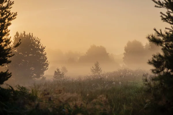 Барвистий Захід Сонця Туманному Літньому Лузі Туманом Сонцем Сяє Вологому — стокове фото
