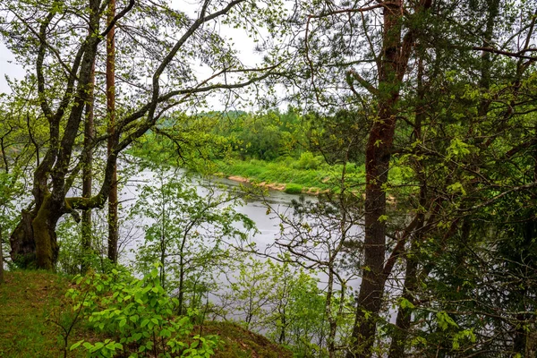 Acantilados Arenisca Orilla Del Río Bosque Verano Día Soleado Con —  Fotos de Stock