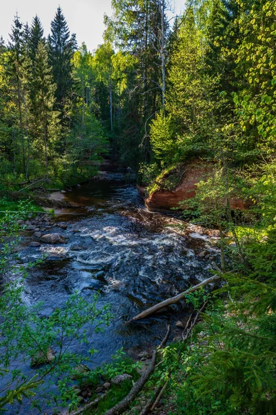 Zandstenen Rotsen Aan Kust Van Bos Rivier Zonnige Zomerdag Met — Stockfoto