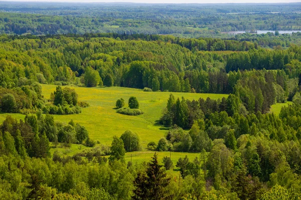 Nekonečné Lesní Stromy Zelené Listí Letním Dni Daleko Obzoru — Stock fotografie