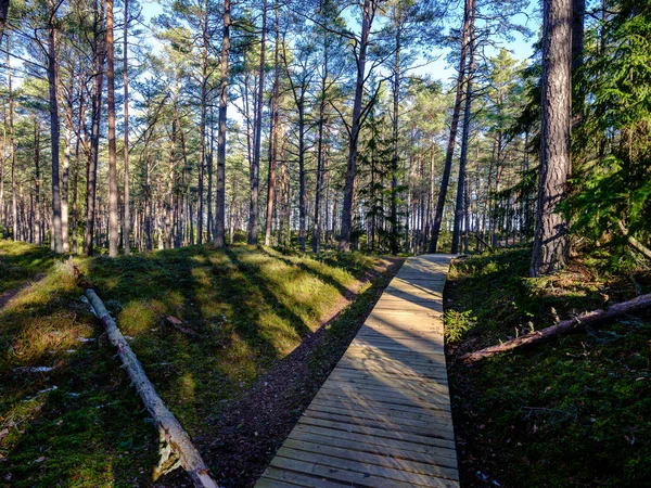 Ξύλινα Boardwalk Βάλτο Περιοχή Δάσος Φθινόπωρο Γυμνά Δέντρα — Φωτογραφία Αρχείου