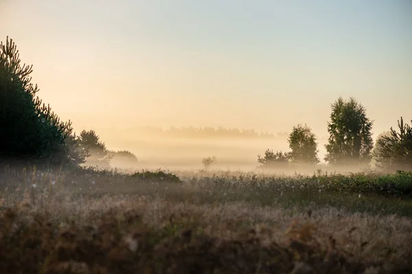 Colorful Sunrise Sunset Misty Summer Meadow Fog Sun Shining Wet — Stock Photo, Image