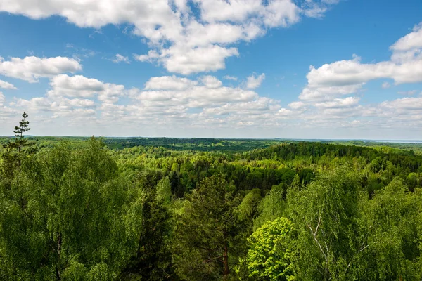 sonsuz Orman ağaçları ile uzak ufuk yaz günü yeşil yaprakları ile