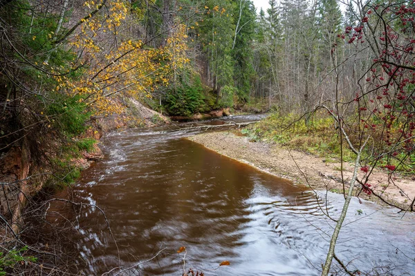 Лісова Річка Восени Темно Коричневою Водою Пісковиковими Скелями — стокове фото