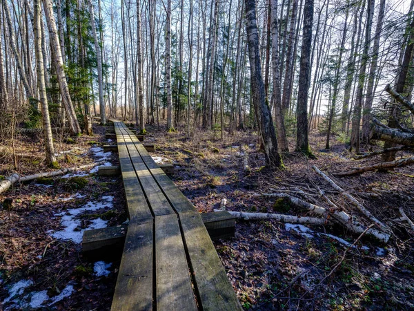 Dřevěná Promenáda Oblasti Lesní Bažiny Podzim Holých Stromů — Stock fotografie