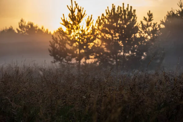 Kleurrijke Sunrise Sunset Mistige Zomer Weiland Met Mist Zon Schijnt — Stockfoto