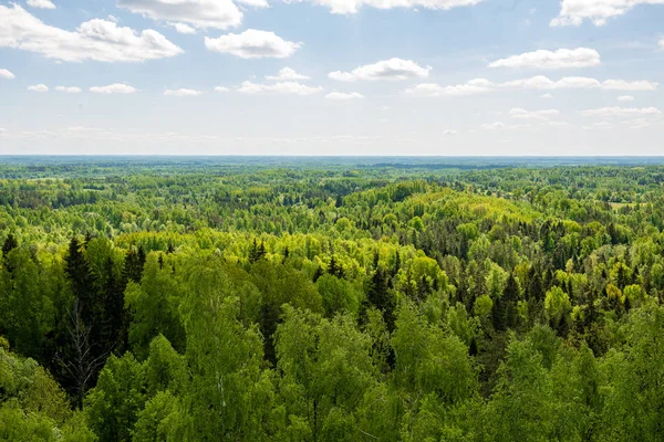 Eindeloze Bos Bomen Met Groen Gebladerte Zomerdag Met Verre Horizon — Stockfoto