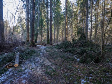güneşli kış orman kar yemek artıkları ve yeşil yeşillik ile