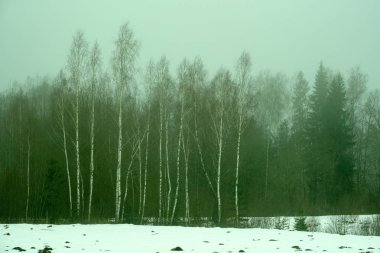 kırsal kesimde ağır sis içinde çıplak huş ağaçları