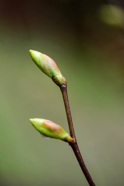 Yeşil bahar bitki örtüsü makro yakın çekim doğada