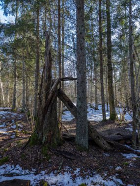 güneşli kış orman kar yemek artıkları ve yeşil yeşillik ile