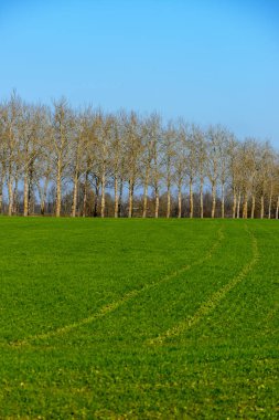 kırsal kesimde yeşil ekili alanlar