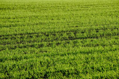 kırsal kesimde yeşil ekili alanlar