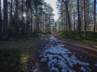 güneşli kış orman kar yemek artıkları ve yeşil yeşillik ile