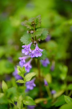 Yeşil bahar bitki örtüsü makro yakın çekim doğada