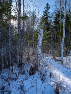 güneşli kış orman kar yemek artıkları ve yeşil yeşillik ile