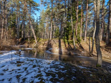 güneşli kış orman kar yemek artıkları ve yeşil yeşillik ile