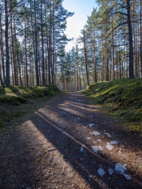 güneşli kış orman kar yemek artıkları ve yeşil yeşillik ile