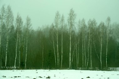 kırsal kesimde ağır sis içinde çıplak huş ağaçları