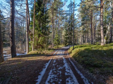 güneşli kış orman kar yemek artıkları ve yeşil yeşillik ile
