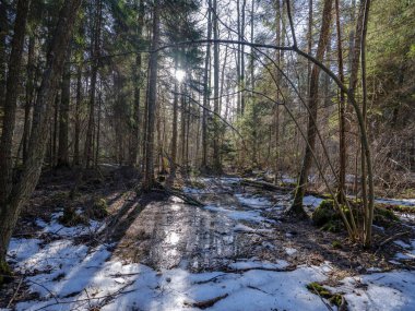 güneşli kış orman kar yemek artıkları ve yeşil yeşillik ile
