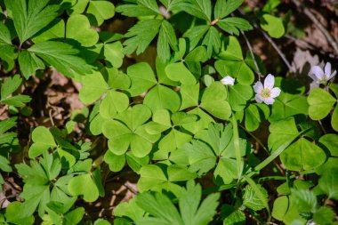 Yeşil bahar bitki örtüsü makro yakın çekim doğada