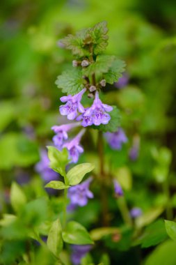 Yeşil bahar bitki örtüsü makro yakın çekim doğada