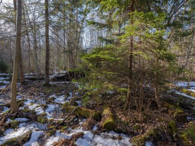 güneşli kış orman kar yemek artıkları ve yeşil yeşillik ile