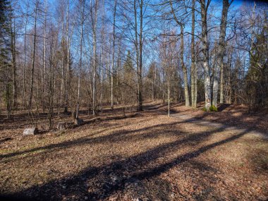 güneşli kış orman kar yemek artıkları ve yeşil yeşillik ile