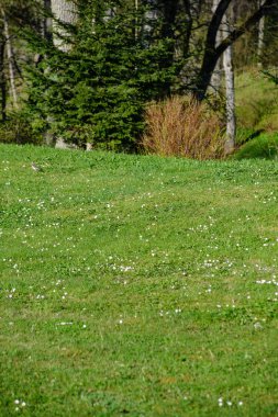 kırsal kesimde yeşil ekili alanlar