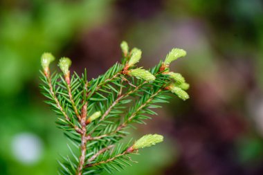 Yeşil bahar bitki örtüsü makro yakın çekim doğada