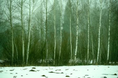 kırsal kesimde ağır sis içinde çıplak huş ağaçları