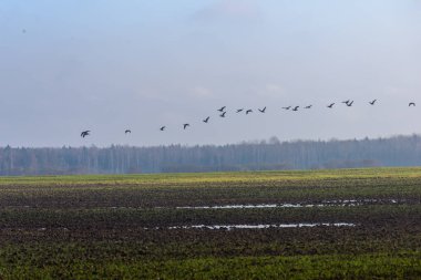 kırsal kesimde yeşil ekili alanlar