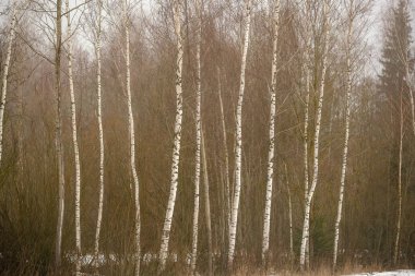 kırsal kesimde ağır sis içinde çıplak huş ağaçları