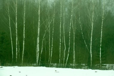 kırsal kesimde ağır sis içinde çıplak huş ağaçları