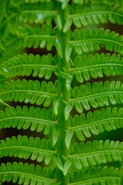 taze yeşil eğreltiotu yaprakları yaz aylarında bırakır.