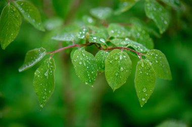 Yeşil bahar bitki örtüsü makro yakın çekim doğada