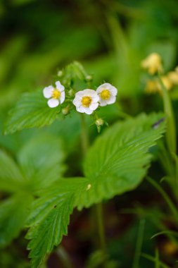 Yeşil bahar bitki örtüsü makro yakın çekim doğada