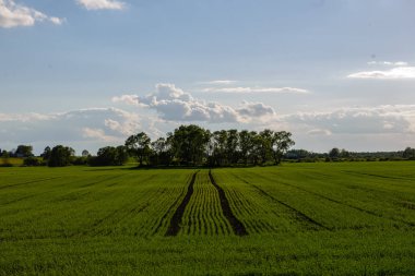kırsal kesimde yeşil ekili alanlar