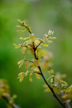 Yeşil bahar bitki örtüsü makro yakın çekim doğada